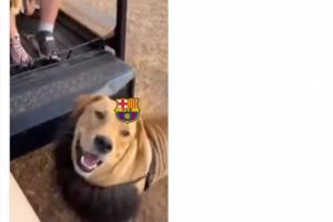 极致嘲讽!马竞官方晒视频讽刺巴萨,雄狮?其实是带头套的狗!